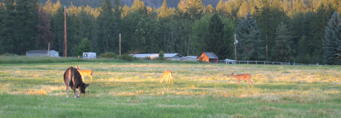 Montana Animals