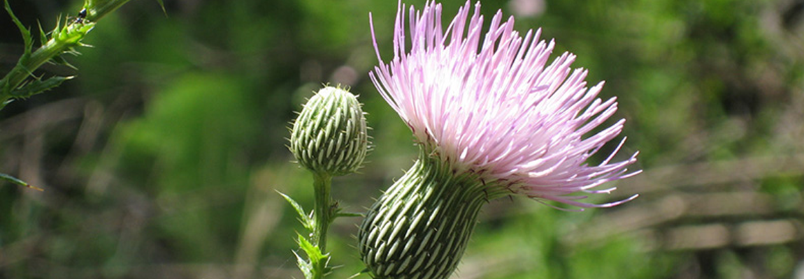 Florida Flower