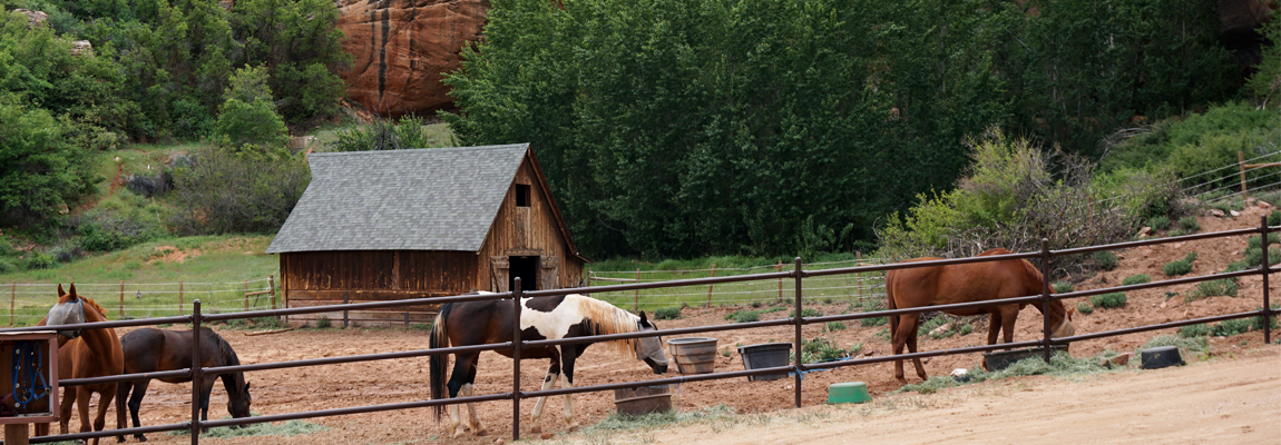 Horses at the Disney Barn
